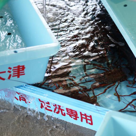 【全国送料無料】“手にぎり”港町の地魚寿司!まえけん謹製 地魚おさかな小町11選(2~3人前 55g×11点)04