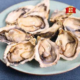 宮城県女川の金華かき