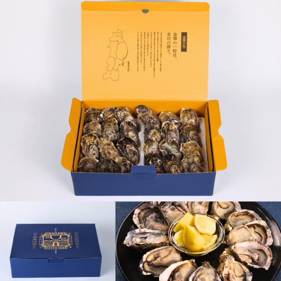 【全国送料無料】食べる宝石!片倉商店謹製 宮城県産シングルシード式牡蠣「女川オイスターファーム金華かき」Mサイズ 24個入り02