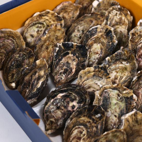 【全国送料無料】食べる宝石!片倉商店謹製 宮城県産シングルシード式牡蠣「女川オイスターファーム金華かき」Mサイズ 24個入り04