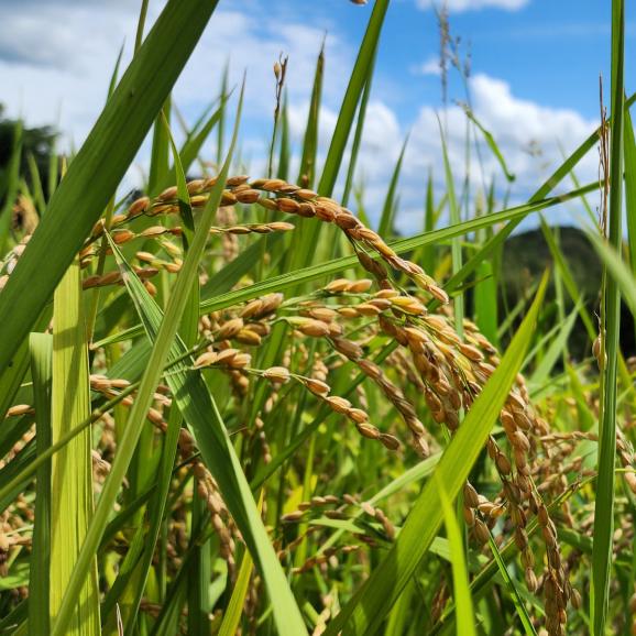 【全国送料無料】“国産米のロールスロイス” 岡山県津山市産 令和7年収穫 単一生産者&単一区画指定「いのちの壱」5㎏(注文後精米) 02
