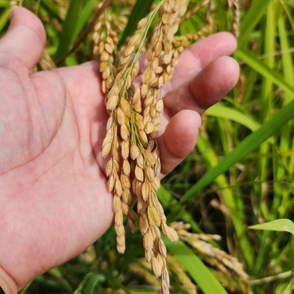 【全国送料無料】“国産米のロールスロイス” 岡山県津山市産 令和7年収穫 単一生産者&単一区画指定「いのちの壱」5㎏(注文後精米) 03