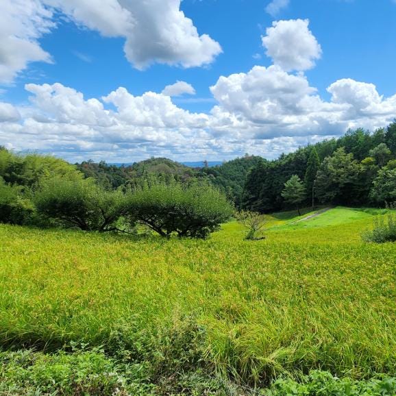 【全国送料無料】“国産米のロールスロイス” 岡山県津山市産 令和7年収穫 単一生産者&単一区画指定「いのちの壱」5㎏(注文後精米) 06