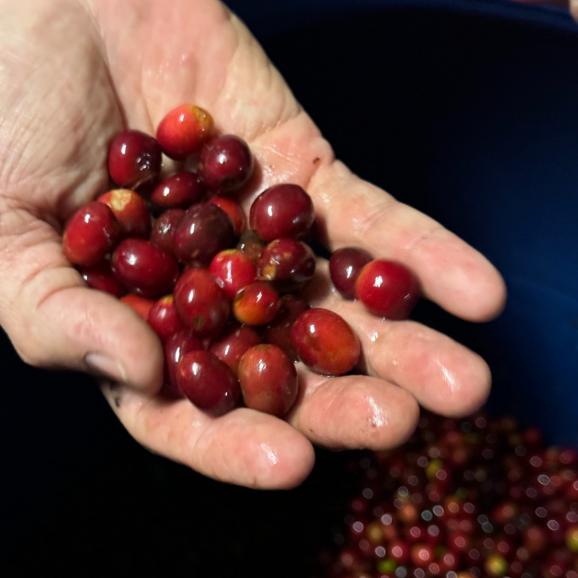 【注文後焙煎】東京上野「cafeoro」山下氏謹製 コーヒー(豆or粉) 200g(限定_コロンビア産 「El Papayo」100g/定番_cafeoroブレンド“Oro” 100g)02