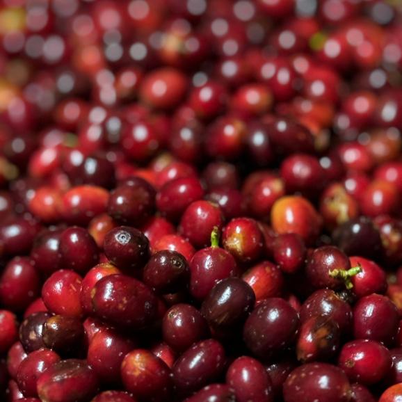 【注文後焙煎】東京上野「cafeoro」山下氏謹製 コーヒー（豆or粉） 100g&times;6点（cafeoro定番ブレンド&ldquo;Oro&rdquo; )02