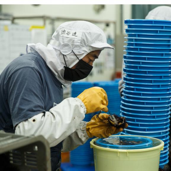 【全国送料無料】限りなく生の美味しさ!片倉商店謹製 宮城県産「金華うに®雪幻」50g【冷凍配送】04