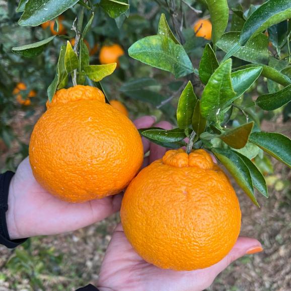 【早期受注割引】たっぷり甘い越冬完熟！征代さんの「特選つの桜不知火」_5㎏_宮崎県都農町産【全国送料無料】02