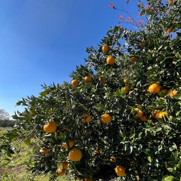 【早期受注割引】たっぷり甘い越冬完熟！征代さんの「特選つの桜不知火」_5㎏_宮崎県都農町産【全国送料無料】05