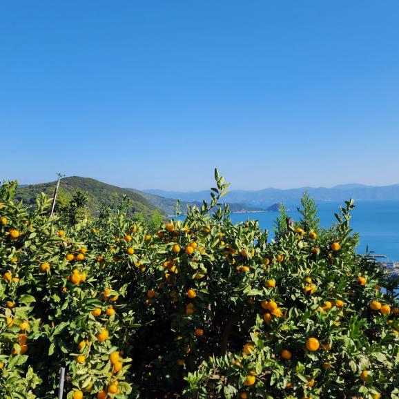 【全国送料無料】“濃く濃く滴る日本一” 愛媛県産ぽんかん「媛の輝き」3kg【ポイント3倍】06