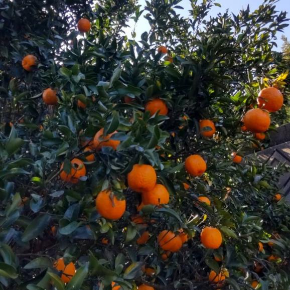 【全国送料無料】“濃く濃く滴る日本一” 愛媛県産ぽんかん「媛の輝き」6kg【ポイント3倍】02