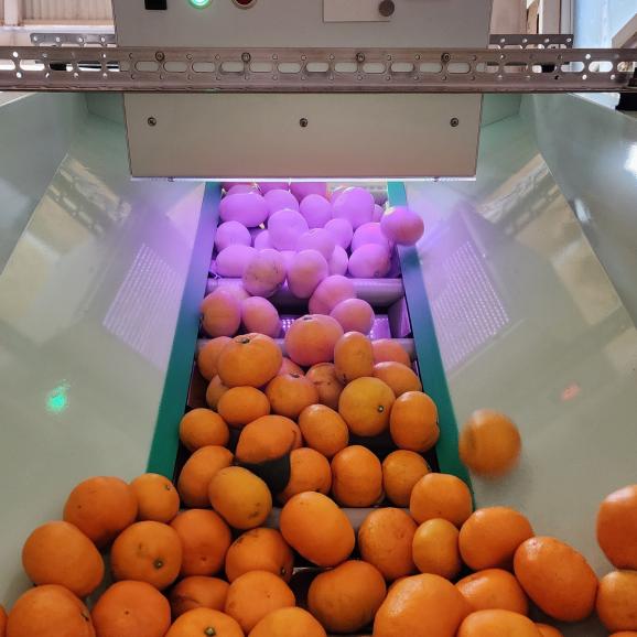 【全国送料無料】“濃く濃く滴る日本一” 愛媛県産ぽんかん「媛の輝き」6kg【ポイント3倍】05