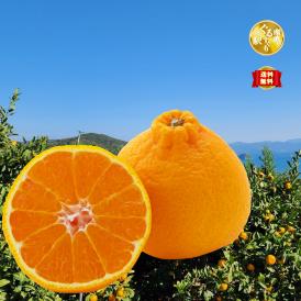 種無しが嬉しい完熟不知火