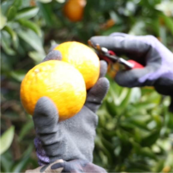 【全国送料無料】“太陽の完熟” 愛媛県産 甘みたっぷり不知火「媛の輝き」3kg【ポイント3倍・注文後即発送】03