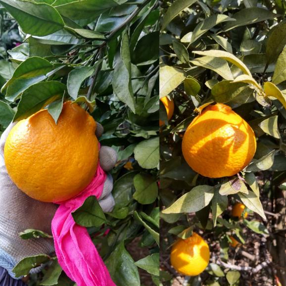 【全国送料無料】&ldquo;太陽の完熟&rdquo; 愛媛県産 甘みたっぷり不知火「媛の輝き」3ｋｇ【ポイント3倍・注文後即発送】03