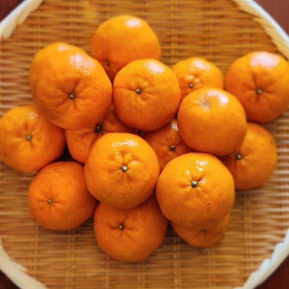 【全国送料無料】“太陽の完熟” 愛媛県産 甘みたっぷり不知火「媛の輝き」3kg【ポイント3倍・注文後即発送】04