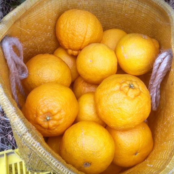 【全国送料無料】“太陽の完熟” 愛媛県産 甘みたっぷり不知火「媛の輝き」6kg【ポイント3倍・注文後即発送】02