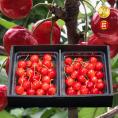 【早期受注割引】山形県産 アンスリーファームの“紅い宝石” さくらんぼ佐藤錦 山形セレクション認定！特秀品Lサイズ以上 _600g(300g×2点）【6月上旬以降発送】