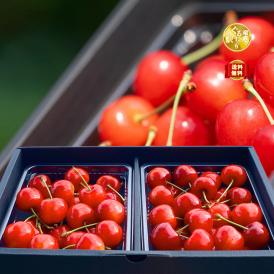 産地・生産者指定の絶品さくらんぼ