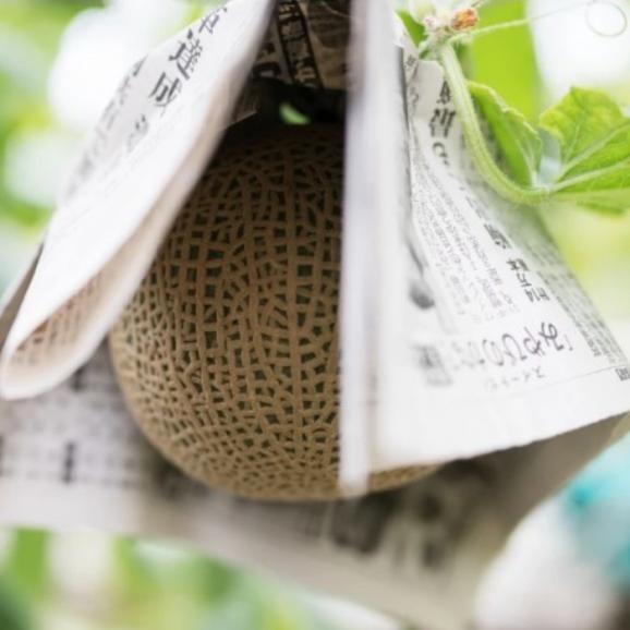 【早期受注割引】初夏の甘玉！糖度14度保証！フルーツの町の名人 河野光弘さん謹製_完熟アールスメロン&ldquo;ヴィーナス&rdquo;1.5㎏以上&times;1玉【全国送料無料_4月下旬以降発送】03