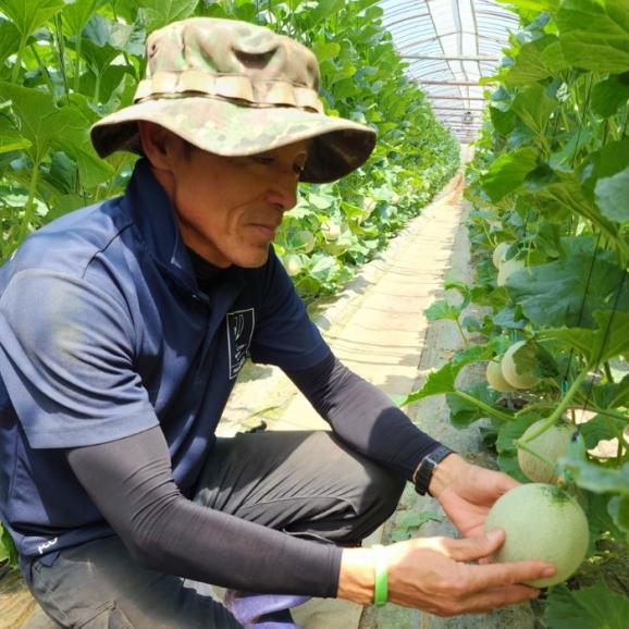 【早期受注割引】初夏の甘玉！糖度14度保証！フルーツの町の名人 河野光弘さん謹製_完熟アールスメロン&ldquo;ヴィーナス&rdquo;3㎏以上（2玉）【全国送料無料_4月下旬以降発送】04