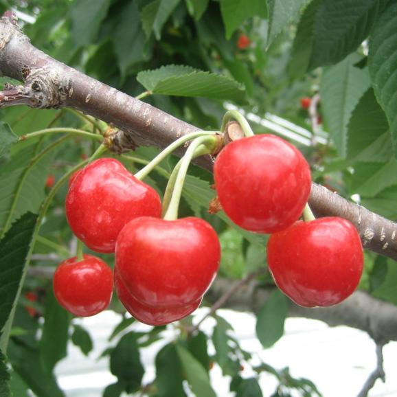 【早期受注割引・5月7~10日届け】押野ファーム&ldquo;濃厚王粒&rdquo;紅秀峰 粒選り秀品 Lサイズ_24粒 ギフトBOX【50点限り】04