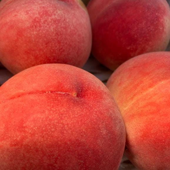 【早期受注割引・全国送料無料・限定50点】 “甘みがぎっしり”丘の上ファームの朝採れ「美郷」長野県豊丘村産_2.5kg(6~10玉)【7月中旬~下旬発送・ギフト可】04