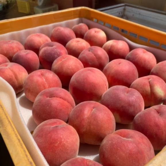 【早期受注割引・全国送料無料・限定50点】 “甘みがぎっしり”丘の上ファームの朝採れ「美郷」長野県豊丘村産_2.5kg(6~10玉)【7月中旬~下旬発送・ギフト可】05