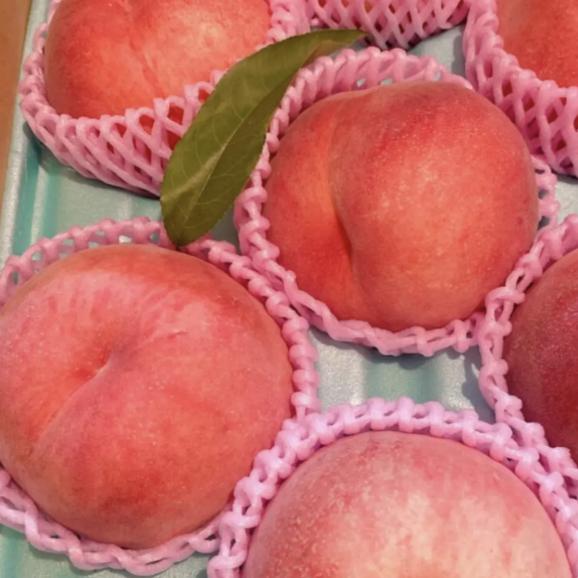 【早期受注割引・全国送料無料・限定50点】 “甘みがぎっしり”丘の上ファームの朝採れ「美郷」長野県豊丘村産_2.5kg(6~10玉)【7月中旬~下旬発送・ギフト可】06