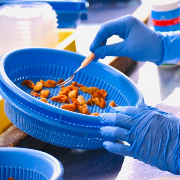 【食ロス防止商品】25年産・天然！北海道産匠の「ふり塩うに」_とろけるキタムラサキウニ_色選別漏れ品 3点 300g（100g&times;3パック）【ミョウバン水不使用・全国送料無料】03