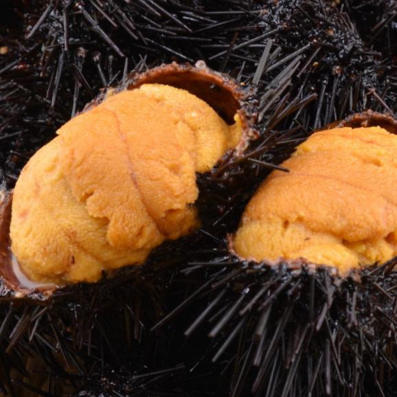 【食ロス防止商品】25年産・天然！北海道産匠の「ふり塩うに」_とろけるキタムラサキウニ_色選別漏れ品 1点 100g【ミョウバン水不使用・全国送料無料】02