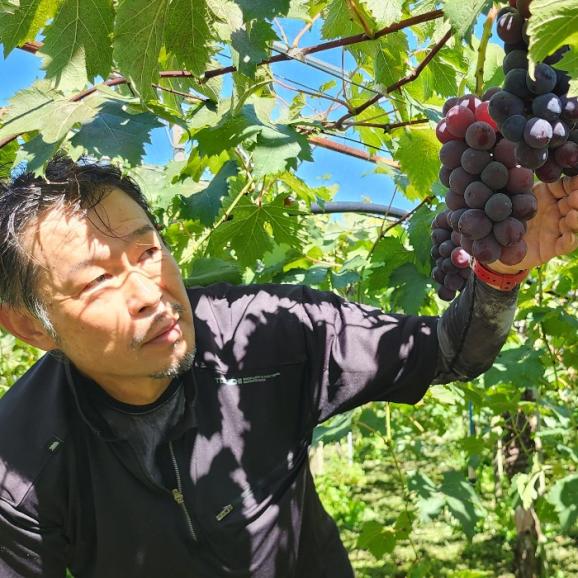 【早期受注割引・会員限定】1日1点限定！&ldquo;今日の一番&rdquo; を直送 薫る完熟！名人 黒木伸一さん謹製 大粒ピオーネ_1.8kg(3~5房）04