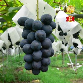 【早期受注割引】うれしい1㎏_長野県産“贈答用秀品”大粒完熟ナガノパープル2房　8月下旬以降出荷【全国クール便送料無料】