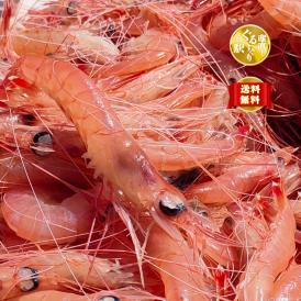 【全国送料無料】漁師直送！獲れたて天然 薩摩甘えび（タカエビ）たっぷり嬉しいMサイズ（1尾20~25g）　1㎏【1尾ずつ個別急速冷凍】