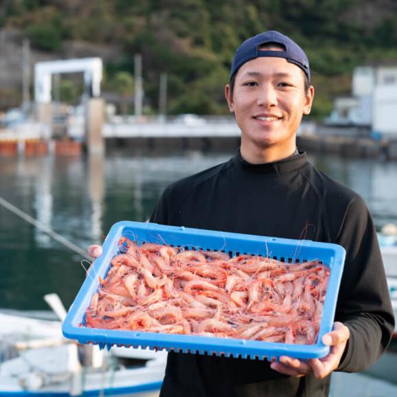 【全国送料無料】漁師直送!獲れたて天然 薩摩甘えび(タカエビ)大満足のLサイズ(1尾25~28g) 1㎏【1尾ずつ個別急速冷凍】03