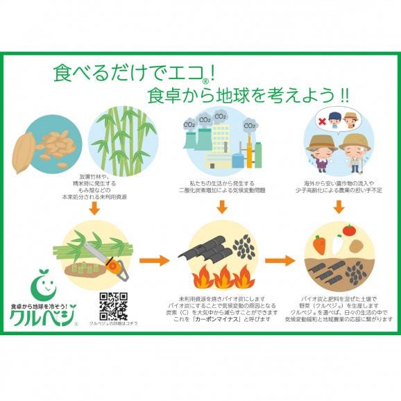 【全国均一送料】旬の採れたて！北海道下川産ホワイトアスパラ　2Ｌサイズ 500ｇ03