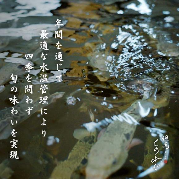 【ノンフローズン】鮮度の極み&ldquo;水揚げ後1分で活〆&rdquo;「但馬とらふぐ」 てっさ6人前150g　てっぴ90g　特製ポン酢付【チルド配送全国均一送料・ポイント2倍】05