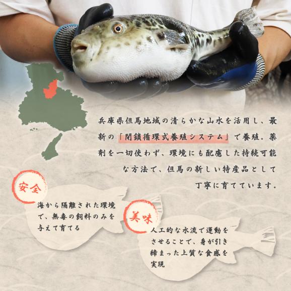 【ノンフローズン】鮮度の極み&ldquo;水揚げ後1分で活〆&rdquo;「但馬とらふぐ」たっぷり一尾分！ てっちり 3人前　特製ポン酢付【チルド配送全国均一送料・ポイント2倍】03