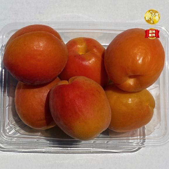 【全国送料無料】“初夏の初もの”長野県産 生あんずハーコット2kg(500g×4パック)【6月下旬発送】01