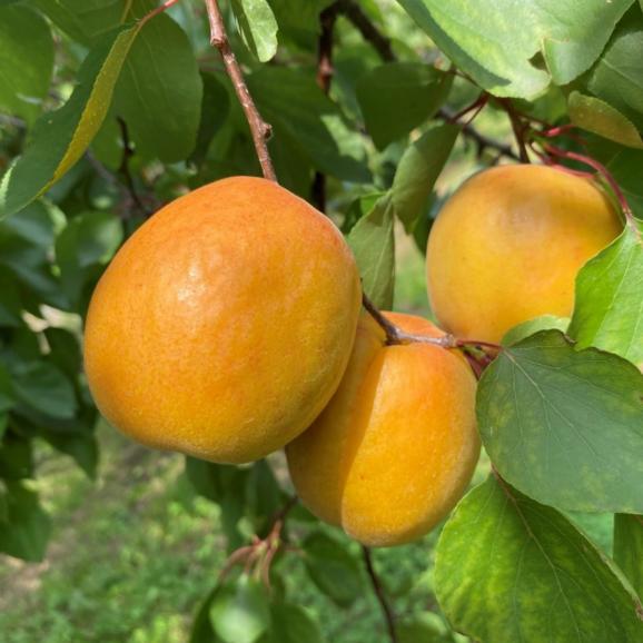 【全国送料無料】“初夏の初もの”長野県産 生あんずハーコット2kg(500g×4パック)【6月下旬発送】02