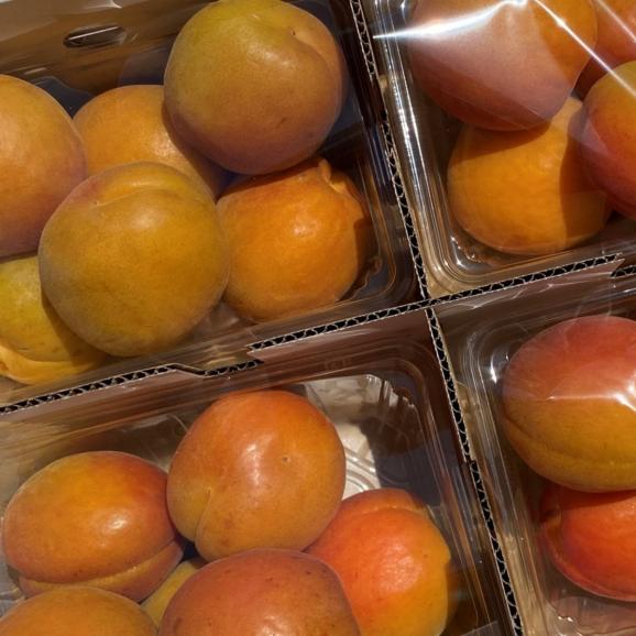 【全国送料無料】“初夏の初もの”長野県産 生あんずハーコット2kg(500g×4パック)【6月下旬発送】05