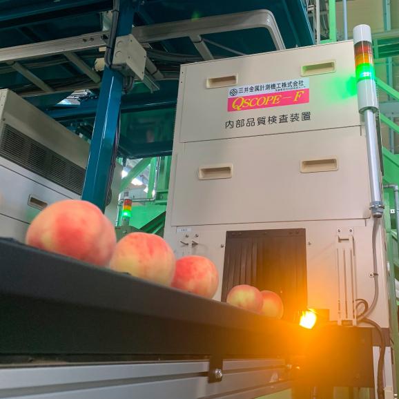 【全国送料無料】桃王国&ldquo;真夏の黄金&rdquo;黄金桃 特秀・秀等級詰め合わせ_1.8kg（8玉～5玉）【福島県産・8月中旬発送】06