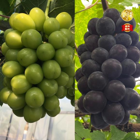 【全国送料無料・お盆前発送】嬉しいミックス‗濃い濃い大粒！中下農園謹製_朝採り完熟シャインマスカット・ピオーネ1.8㎏（2~4房）【ポイント5倍】01