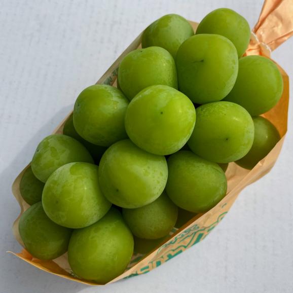 【全国送料無料】たっぷり２㎏_長野県産&ldquo;贈答用秀品&rdquo;大粒シャインマスカット&完熟ナガノパープル各2房　9月上旬以降出荷03