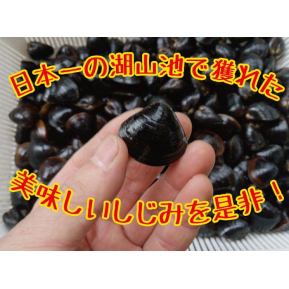 【冷蔵】【活／大】ヤマトシジミ（鳥取市 湖山池産） 1kg02
