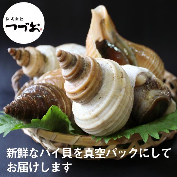 【冷凍】赤バイ貝  むき身処理済み真空パック１kg（500g×2）（数量限定品）02