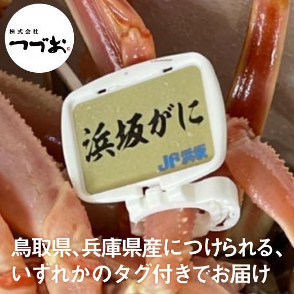 【冷蔵】贈答・最高級「茹で」松葉ガニタグ付き 一枚 大800g以上03