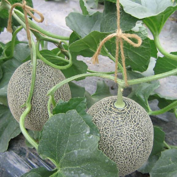 予約受付中：7月下旬頃より発送予定|極上タカミメロン約5kg(青肉4玉～6玉)03
