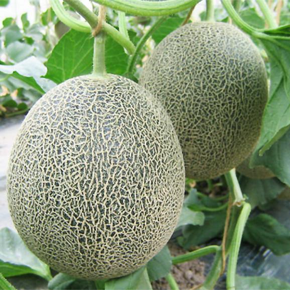 予約受付中：7月下旬頃より発送予定|極上タカミメロン約5kg(青肉4玉～6玉)04