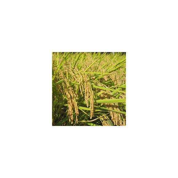 コシヒカリ鷹山米（特別栽培米）5kg02