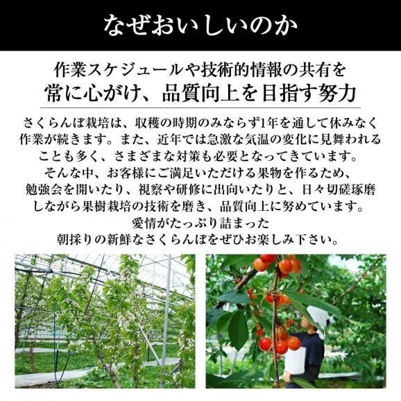 予約受付中：6月下旬頃より発送予定|プレミアムさくらんぼ紅秀峰300gバラ詰Lサイズ以上05